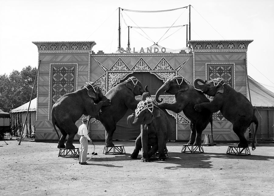 Säsongen 1938 turnerade Cirkus Orlando tillsammans med Cirkus Strassburger och besökte Sundsvall i juli. Det blev Cirkus Orlandos sista säsong. Foto: Albert Engström. Bildkälla: Sundsvalls museum