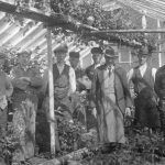 Interiör från växthus i Klintens handelsträdgård. Gruppbild med sex män