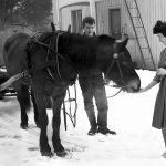 Häst med vattentank på släp. En man håller hästen och en kvinna matar hästen