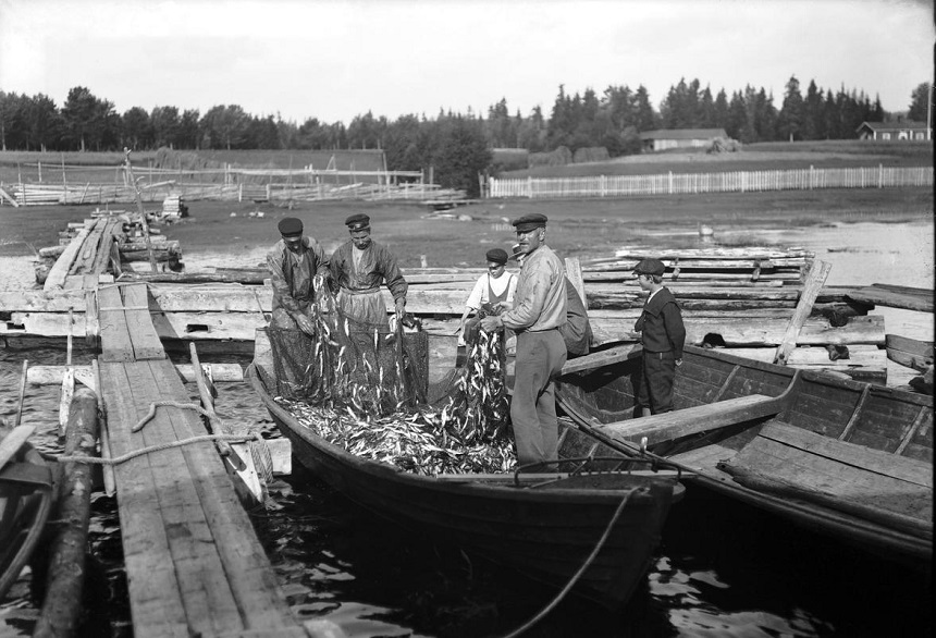 Fiskare ruskar strömming ur näten